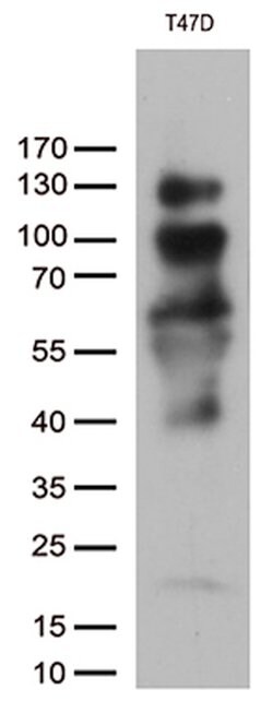 PGR Mouse anti-Human, Clone: OTI2C2, lyophilized, TrueMAB 100 &mu;g; Unconjugated:Antibodies,