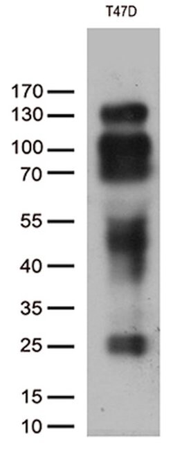 PGR Mouse anti-Human, Clone: OTI34G6, lyophilized, TrueMAB 100 &mu;g; Unconjugated:Antibodies,