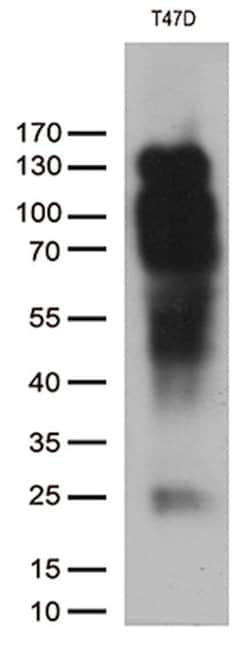 PGR Mouse anti-Human, Clone: OTI31D9, lyophilized, TrueMAB 100 &mu;g; Unconjugated:Antibodies,