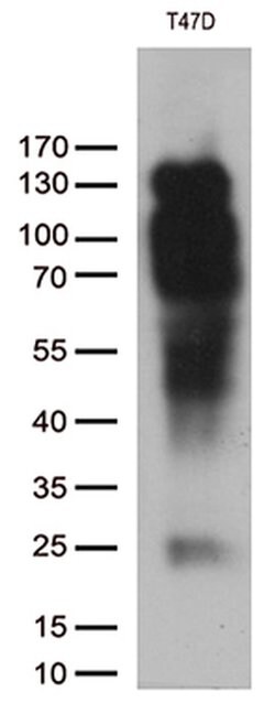 PGR Monoclonal Antibody (OTI31D9), TrueMAB , OriGene 30 &mu;L; Unconjugated:Antibodies,