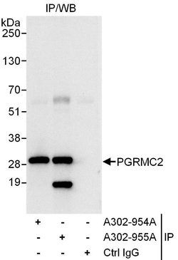 PGRMC2 Rabbit anti-Human, Polyclonal, Bethyl Laboratories 10 &mu;L; Unconjugated:Antibodies,