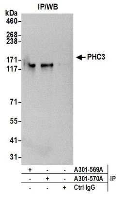 PHC3 Rabbit anti-Human, Polyclonal, Bethyl Laboratories 100 &mu;L; Unconjugated:Antibodies,
