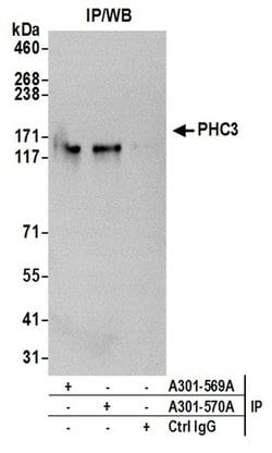 PHC3 Rabbit anti-Human, Polyclonal, Bethyl Laboratories 10 &mu;L; Unconjugated:Antibodies,