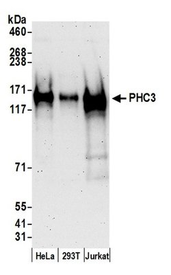 PHC3 Rabbit anti-Human, Polyclonal, Bethyl Laboratories 100 &mu;L; Unconjugated:Antibodies,