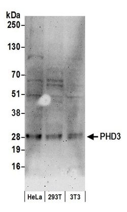 PHD3 Rabbit anti-Human, Mouse, Polyclonal, Bethyl Laboratories 100 &mu;L;
