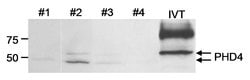 PHD4 Rabbit anti-Human, Polyclonal, Bethyl Laboratories 100 &mu;L; Unconjugated:Antibodies,