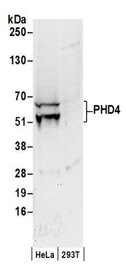 PHD4 Rabbit anti-Human, Polyclonal, Bethyl Laboratories 100 &mu;L; Unconjugated:Antibodies,