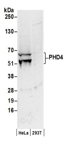 PHD4 Polyclonal Antibody, Bethyl Laboratories 20 &mu;l; Unlabeled:Antibodies,