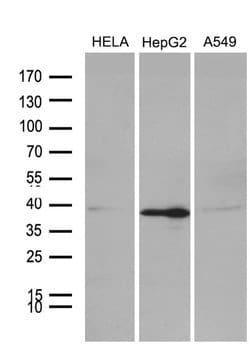 PHF20L1 Monoclonal Antibody (OTI1F4), TrueMAB , OriGene 30 &mu;L; Unconjugated:Antibodies,