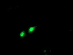 PHF21B Mouse anti-Human, Clone: OTI3D1, liquid, TrueMAB 100 &mu;L; Unconjugated:Antibodies,