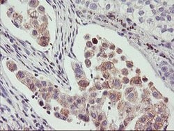 PHF21B Mouse anti-Human, Clone: OTI3D1, liquid, TrueMAB 100 &mu;L; Unconjugated:Antibodies,