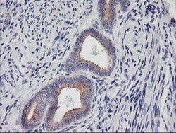PHF21B Mouse anti-Human, Clone: OTI3D1, liquid, TrueMAB 100 &mu;L; Unconjugated:Antibodies,