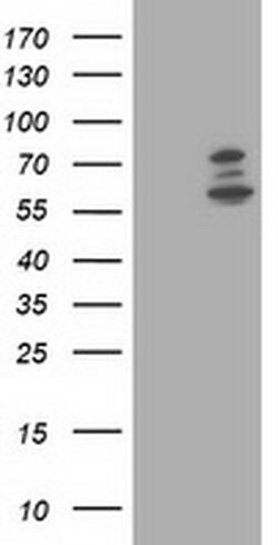 PHF21B Monoclonal Antibody (OTI3G9), TrueMAB , OriGene 100 &mu;L; Unconjugated:Antibodies,