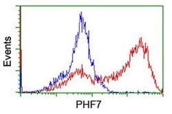 PHF7 Monoclonal Antibody (OTI1B4), TrueMAB , OriGene:Antibodies:Primary