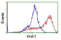 PHF7 Monoclonal Antibody (OTI1A11), TrueMAB , OriGene:Antibodies:Primary