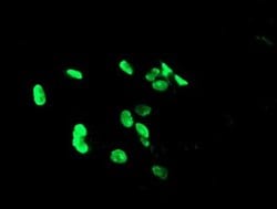 PHF7 Monoclonal Antibody (OTI1G9), TrueMAB , OriGene 100 &mu;L; Unconjugated:Antibodies,