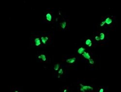 PHF7 Monoclonal Antibody (OTI1B4), TrueMAB , OriGene 30 &mu;L; Unconjugated:Antibodies,