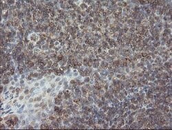 PHF7 Monoclonal Antibody (OTI1G9), TrueMAB , OriGene 100 &mu;L; Unconjugated:Antibodies,