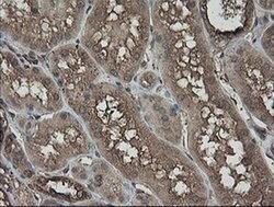 PHF7 Monoclonal Antibody (OTI1G9), TrueMAB , OriGene 100 &mu;L; Unconjugated:Antibodies,