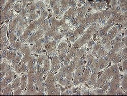 PHF7 Monoclonal Antibody (OTI1G9), TrueMAB , OriGene 100 &mu;L; Unconjugated:Antibodies,