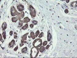 PHF7 Monoclonal Antibody (OTI1A2), TrueMAB , OriGene 30 &mu;L; Unconjugated:Antibodies,
