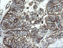 PHF7 Monoclonal Antibody (OTI1A2), TrueMAB , OriGene 30 &mu;L; Unconjugated:Antibodies,