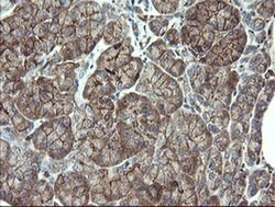PHF7 Monoclonal Antibody (OTI1A2), TrueMAB , OriGene 30 &mu;L; Unconjugated:Antibodies,