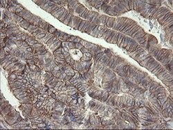 PHF7 Monoclonal Antibody (OTI1A2), TrueMAB , OriGene 30 &mu;L; Unconjugated:Antibodies,