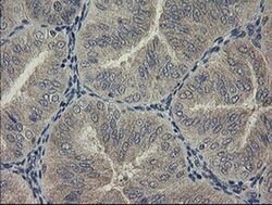 PHF7 Monoclonal Antibody (OTI1A11), TrueMAB , OriGene 100 &mu;L; Unconjugated:Antibodies,