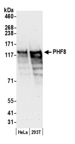 PHF8 Polyclonal Antibody, Bethyl Laboratories:Antibodies:Primary Antibodies
