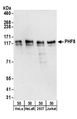PHF8 Rabbit anti-Human, Polyclonal, Bethyl Laboratories 100 &mu;L; Unconjugated:Antibodies,