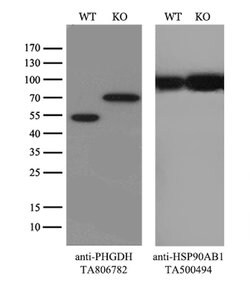 PHGDH Mouse anti-Human, Clone: OTI4A1, lyophilized, TrueMAB 100 &mu;g;