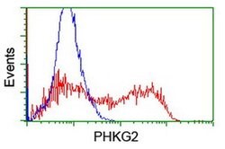 PHKG2 Monoclonal Antibody (OTI2A3), TrueMAB , OriGene 100 &mu;L; Unconjugated:Antibodies,