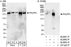 PHLPPL Rabbit anti-Human, Mouse, Polyclonal, Bethyl Laboratories 100 &mu;L;