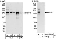 PHRF1 Rabbit anti-Human, Mouse, Polyclonal, Bethyl Laboratories 100 &mu;l;