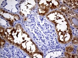 PHYHD1 Monoclonal Antibody (OTI1A6), TrueMAB , OriGene 100 &mu;L; Unconjugated:Antibodies,