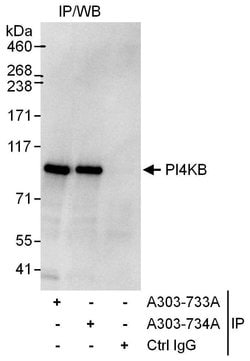 PI4KB Rabbit anti-Human, Polyclonal, Bethyl Laboratories 100 &mu;L; Unconjugated:Antibodies,