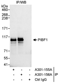 PIBF Rabbit anti-Human, Polyclonal, Bethyl Laboratories 10 &mu;l; Unlabeled:Antibodies,