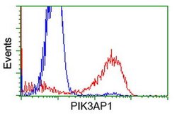 PIK3AP1 Monoclonal Antibody (OTI5A5), TrueMAB , OriGene:Antibodies:Primary