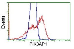 PIK3AP1 Monoclonal Antibody (OTI1C3), TrueMAB , OriGene 100 &mu;L; Unconjugated:Antibodies,