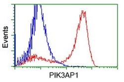 PIK3AP1 Monoclonal Antibody (OTI5H5), TrueMAB , OriGene 30 &mu;L; Unconjugated:Antibodies,