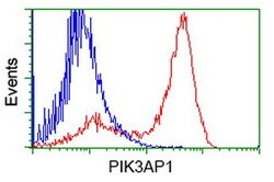 PIK3AP1 Mouse anti-Human, Clone: OTI5A1, lyophilized, TrueMAB 100 &mu;g;