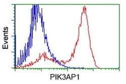 PIK3AP1 Monoclonal Antibody (OTI5A1), TrueMAB , OriGene 30 &mu;L; Unconjugated:Antibodies,