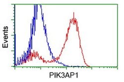 PIK3AP1 Mouse anti-Human, Clone: OTI7B12, liquid, TrueMAB 100 &mu;L; Unconjugated:Antibodies,