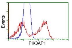 PIK3AP1 Monoclonal Antibody (OTI5H2), TrueMAB , OriGene 100 &mu;L; Unconjugated:Antibodies,