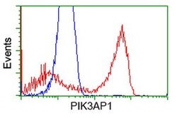 PIK3AP1 Mouse anti-Human, Rat, Clone: OTI6H6, lyophilized, TrueMAB 100