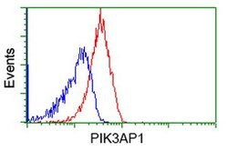 PIK3AP1 Mouse anti-Human, Rat, Clone: OTI6H6, lyophilized, TrueMAB 100