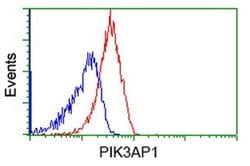 PIK3AP1 Monoclonal Antibody (OTI6H6), TrueMAB , OriGene 30 &mu;L; Unconjugated:Antibodies,