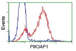 PIK3AP1 Mouse anti-Human, Clone: OTI7A11, lyophilized, TrueMAB 100 &mu;g;