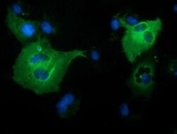 PIK3AP1 Monoclonal Antibody (OTI5A5), TrueMAB , OriGene:Antibodies:Primary